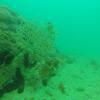 Picture taken during the dive