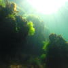Picture taken during the dive