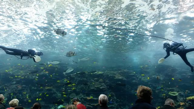 Georgia Aquarium Inc. - Dive Center in United States