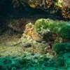 Picture taken during the dive