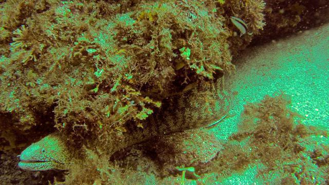 Diving in Japan, Izu Peninsula - By Sebastien