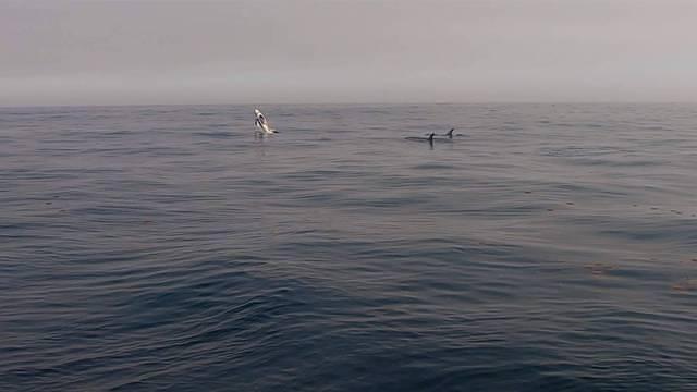 Diving in États-Unis, Monterey, CA - By Sebastien