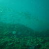 Picture taken during the dive