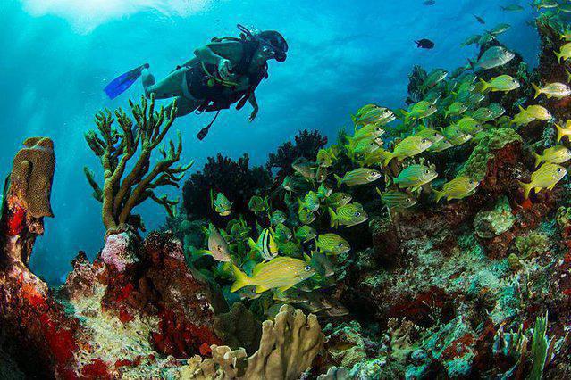 Solo Buceo/Only Diving - Dive Center in Mexico