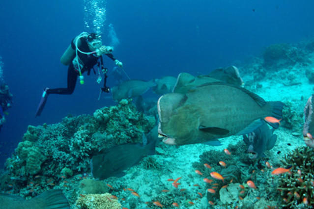 Seaventures Tours & Travel Sdn Bhd - Dive Center in Malaisie