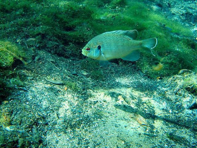American Pro Diving Center, Inc. - Dive Center in United States