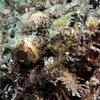 Picture taken during the dive