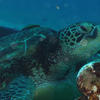 Picture taken during the dive
