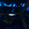 Picture taken during the dive