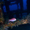 Picture taken during the dive