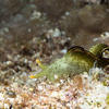 Picture taken during the dive