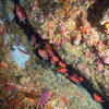 Picture taken during the dive