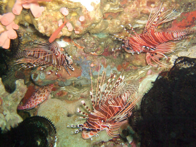 Mayumi Resort - Dive Center in Philippines