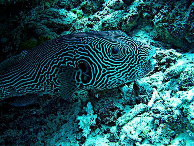 Coral Grand Divers - Dive Center