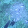 Picture taken during the dive