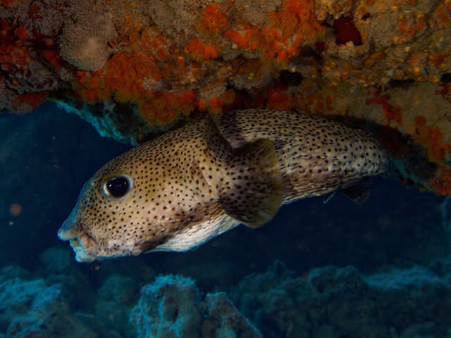 Mauna Lani Sea Adventures, Inc. - Dive Center in United States
