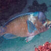 Picture taken during the dive