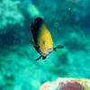 Picture taken during the dive