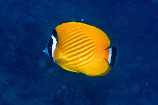 Diving in Thailand, Ko Tao - By Ksso