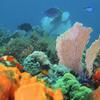 Picture taken during the dive