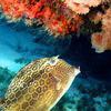 Picture taken during the dive