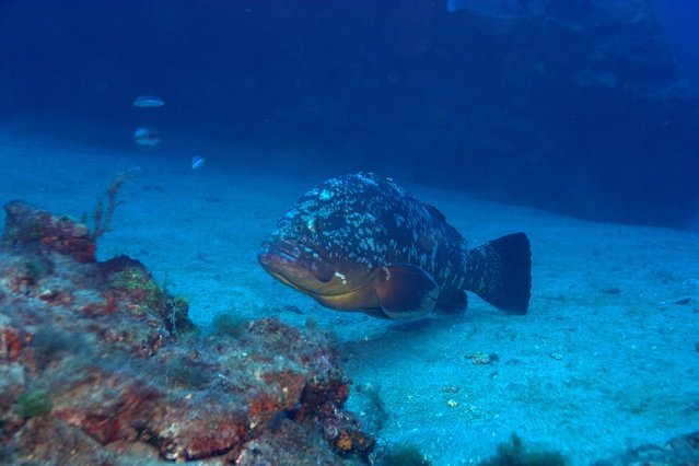 Diving in Spain, Lanzarote - By Ksso