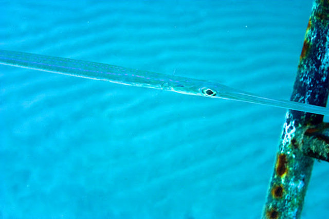 Pirates Diving Network - Dive Center in Egypt