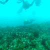 Picture taken during the dive