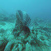 Picture taken during the dive