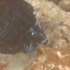 Picture taken during the dive