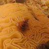 Picture taken during the dive