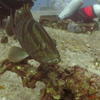 Picture taken during the dive