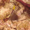 Picture taken during the dive
