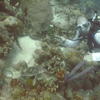 Picture taken during the dive