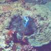 Picture taken during the dive