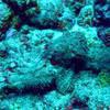 Picture taken during the dive