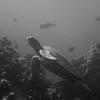 Picture taken during the dive