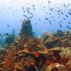 Picture taken during the dive