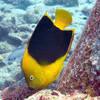 Picture taken during the dive