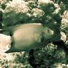 Picture taken during the dive