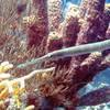 Picture taken during the dive