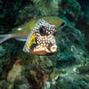 Picture taken during the dive