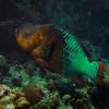 Picture taken during the dive