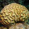 Picture taken during the dive