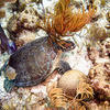 Picture taken during the dive