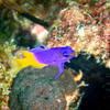 Picture taken during the dive