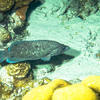 Picture taken during the dive