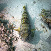 Picture taken during the dive