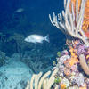 Picture taken during the dive