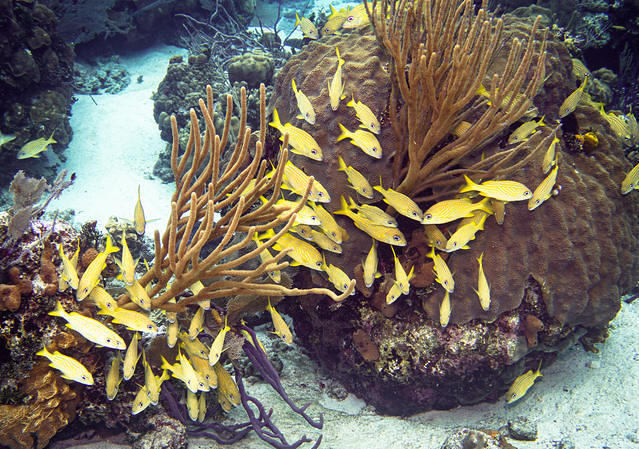 Blackbeard's Cruises - Dive Center in United States